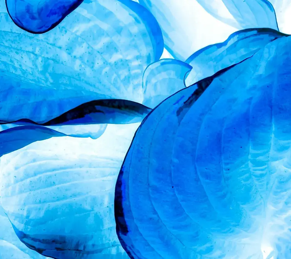 pennylane à la sorbonne actualité master cgao